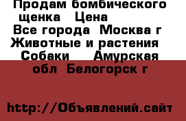 Продам бомбического щенка › Цена ­ 30 000 - Все города, Москва г. Животные и растения » Собаки   . Амурская обл.,Белогорск г.